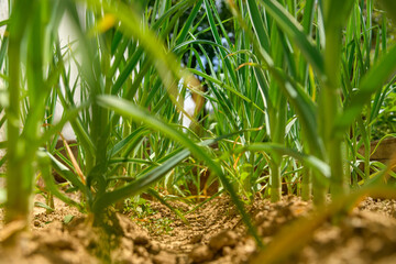 Low angle shot of an onion field. Young green sprouts of onions. Homegrown produce, sustainable living, organic healthy eating concept background.
