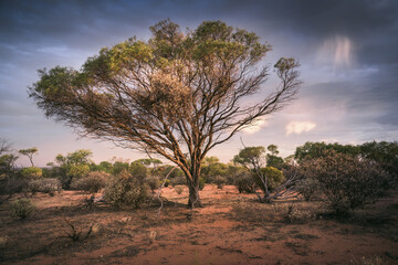 Fototapeta premium Great Western Woodlands in the outback during sunset in Western Australia