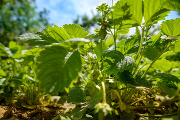 Low angle shot of uripe strawberry plants. Homegrown produce, sustainable living, organic healthy eating concept background.
