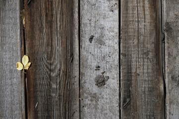 Background. Natural wood. Texture.