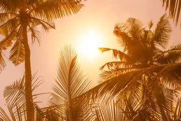 Fototapeta na wymiar bright sun in the tropics, coconut palm trees against the sky, bright yellow-orange tint, travel and tourism concept