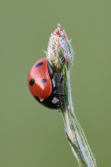 Ladybird macro isolated on green background