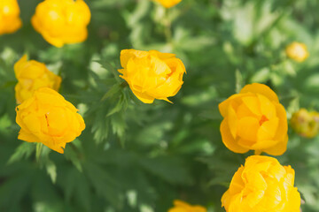 Yellow flowers buttercups in green foliage. The view from the top.