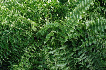 Sword fern (Nephrolepis exaltata). Called Boston fern also
