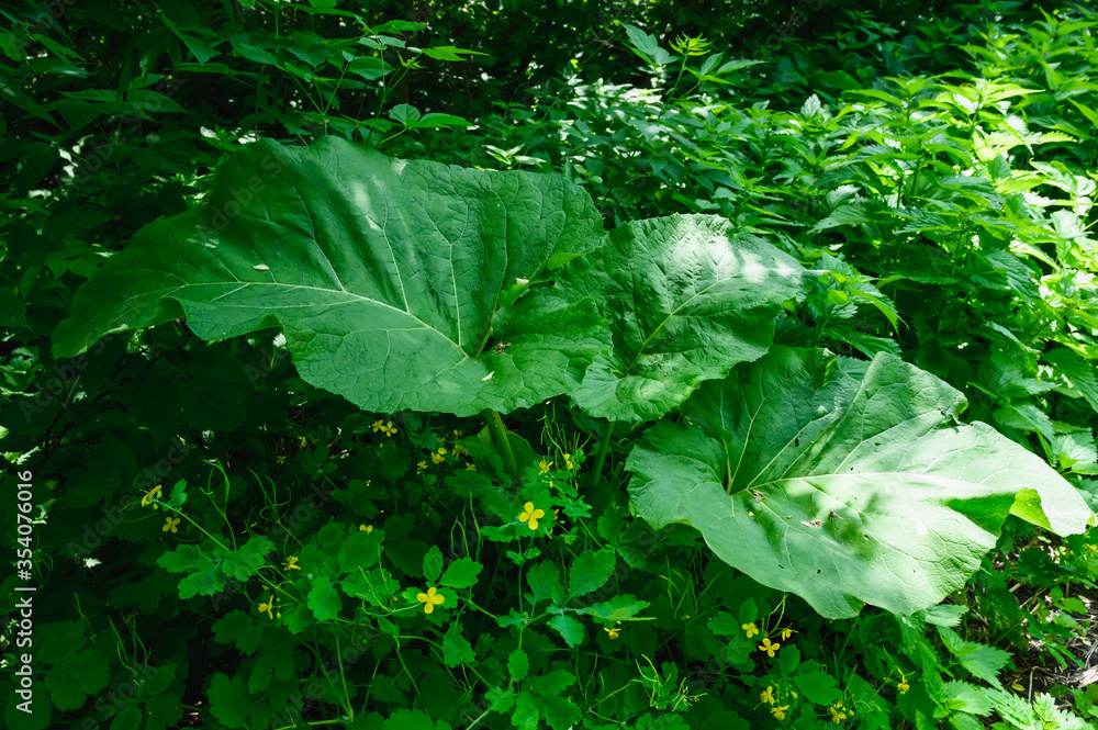 Wall mural burdock. large green leaves of burdock grow in the forest.