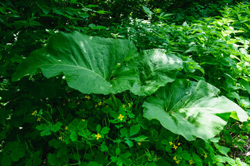 Burdock. Large green leaves of burdock grow in the forest.
