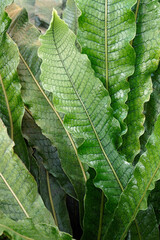 Crocodile fern (Microsorum musifolium)