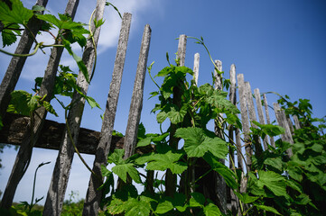 Raspberry. Young raspberries without berries. Bushes in the garden.