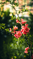 The intersection of branches of blossoming Japanese quince with pink flowers on a green background. Moscow region.