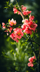 The intersection of branches of blossoming Japanese quince with pink flowers on a green background. Moscow region.