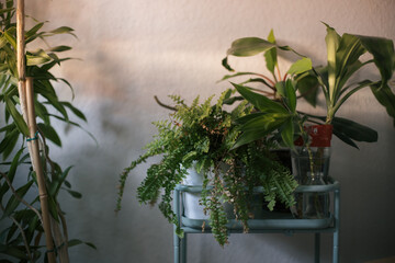 various green plants against white wall