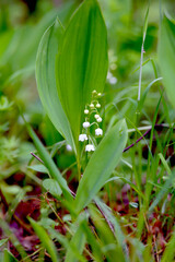beautiful flowers of the Lily of the valley in the spring Belarusian forest
