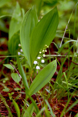 beautiful flowers of the Lily of the valley in the spring Belarusian forest