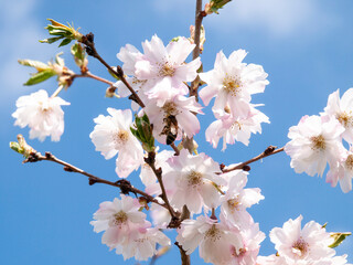 A honey bee caught hovering in mid-flight collecting nectar from a flowering cherry tree  against a blue sky against light clouds in a blue sky