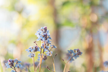Fresh pleasant flowers of forget-me-nots are illuminated by light sunlight.