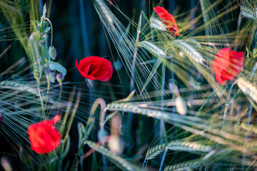Mohnblumen im Getreidefeld