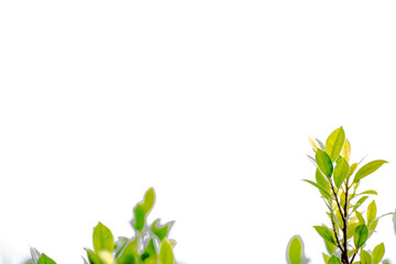 Close-up background view of leaves (green, colorful, black) according to the direction of light and...