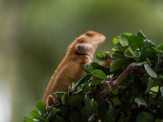 
The chameleon perched on the top of the tree
