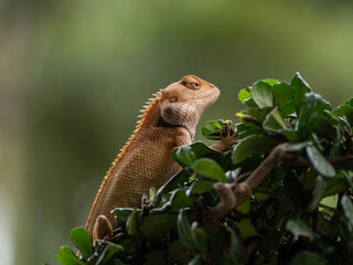 
The chameleon perched on the top of the tree