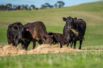 Beef cows and calves grazing on grass in south west victoria, Australia. eating hay and silage....