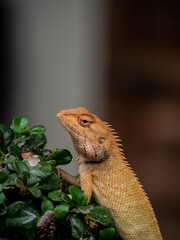 
The chameleon perched on the top of the tree
