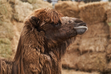 Bactrian camel family. Camel on camel farm with haystacks