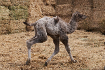 Fototapeta premium Bactrian camel family. Camel on camel farm with haystacks