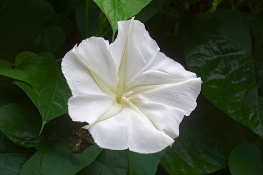 Tropical white morning glory (Ipomoea alba). Called Moonflower and Moon vine also