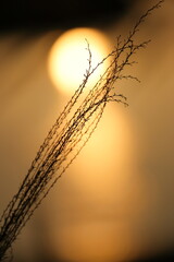 夕陽の中のススキの穂
