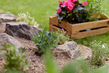 Wooden crate full of beautiful plants ready to be planted in a rock garden. DIY, gardening relax concept background.