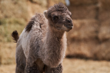 Bactrian camel family. Camel on camel farm with haystacks