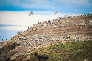 Coastline on the Natural Magdalena Island Reserve with the Magellanic penguins, Chile