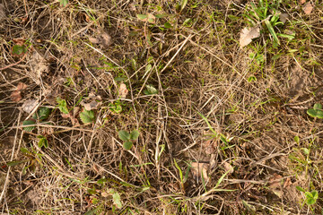 The surface of the earth with old dry grass and new young vegetation