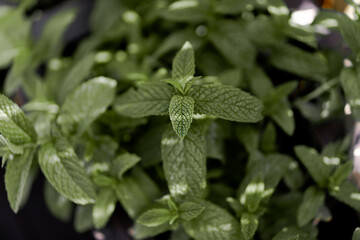 growing mint in allotment gardening backyard