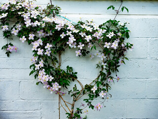 Clematis 'Montana' growing and flowering in a heart shape on a white garden wall 