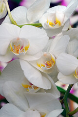 Fototapeta na wymiar Moth orchid (Phalaenopsis x hybridus).