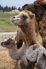 Bactrian camel family. Camel on camel farm with haystacks