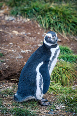 The Magellanic penguins in the Natural  Sanctuary on the Magdalena Island, Chile