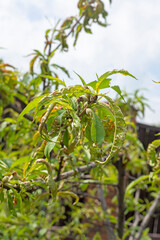 Peach leaf curl is a fungal disease