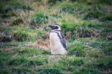 The Magellanic penguins in the Natural  Sanctuary on the Magdalena Island, Chile