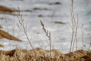 grass in the snow