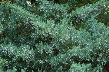 Grey Owl juniper (Juniperus virginiana 'Grey Owl')