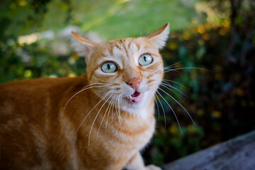 A red cat with green eyes meows