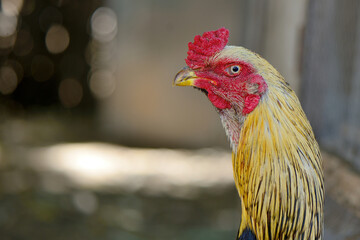 portrait of a rooster