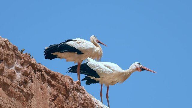 White storks standing on wall at Chellah, Morocco making mating calls