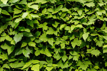 Green leaves of wild grapes contrasting photos