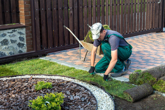 Gardener applying turf rolls in the backyard