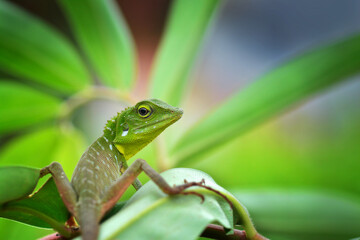 green lizard on a branch