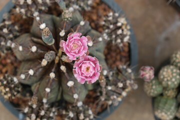 Obraz na płótnie Canvas pink cactus flowers planted in a black plastic pot