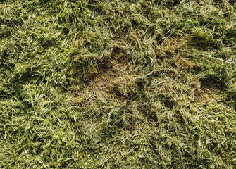 Texture of mowed, dry green grass and hay. Photography, concept.